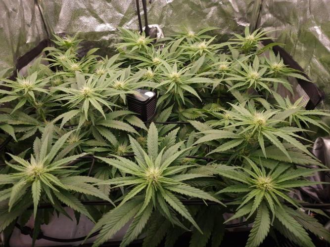 DTW HPA|High Pressure Aeroponic|DSH. Week 5 - FD 24 - True Color Update Settings: ISO 250 | WB 3500K