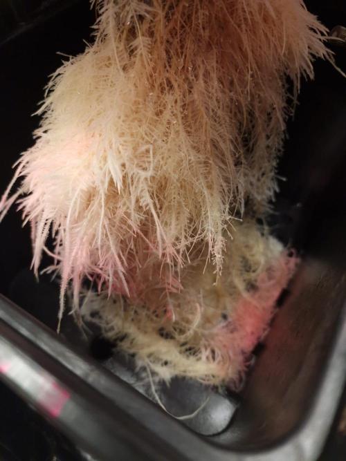 DTW HPA|High Pressure Aeroponic|DSH. Week 6 - FD29