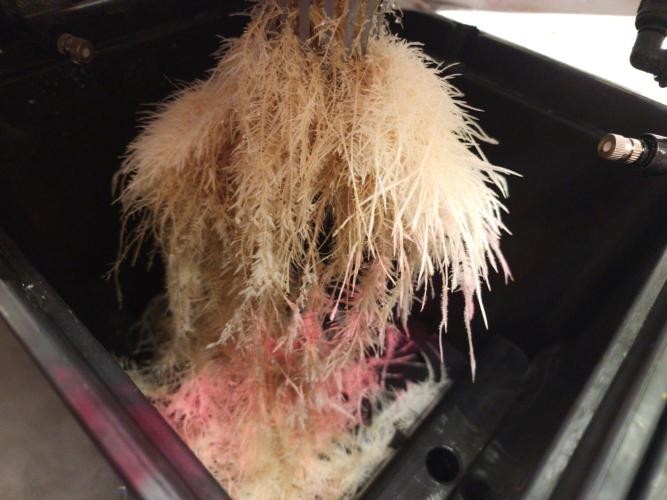 DTW HPA|High Pressure Aeroponic|DSH. Week 6 - FD29