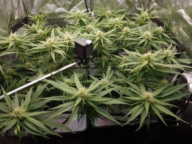 DTW HPA|High Pressure Aeroponic|DSH. Week 6 - FD29