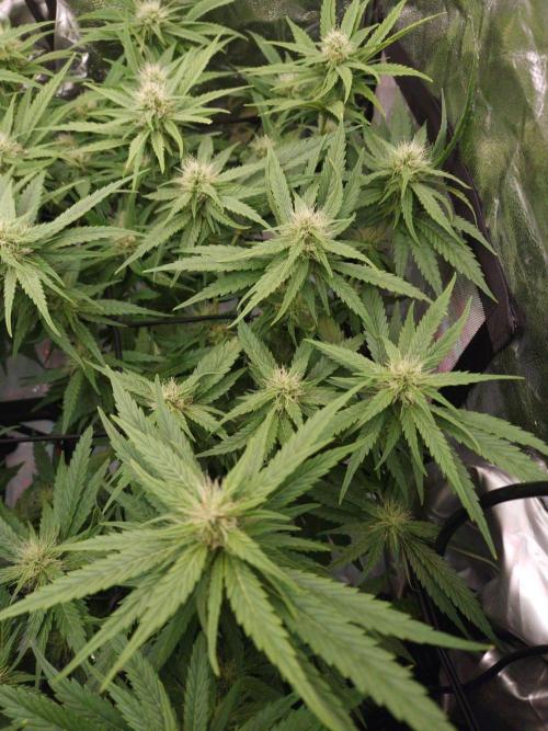 DTW HPA|High Pressure Aeroponic|DSH. Week 6 - FD29