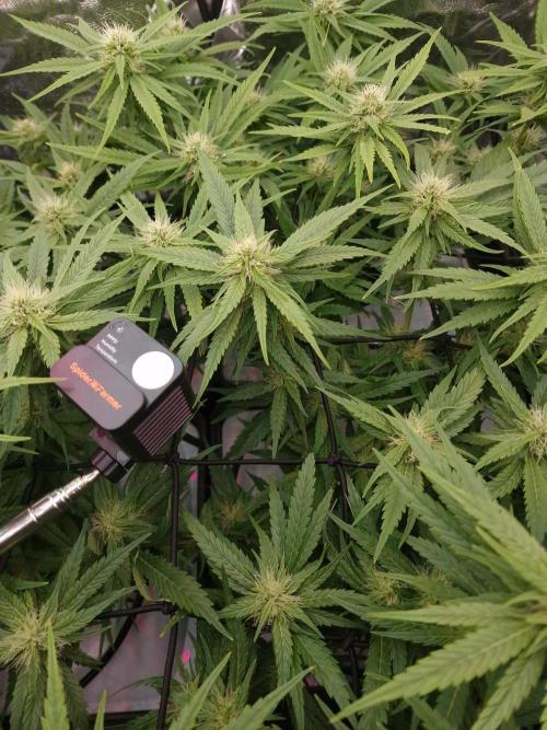 DTW HPA|High Pressure Aeroponic|DSH. Week 6 - FD29