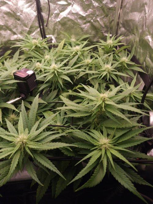 DTW HPA|High Pressure Aeroponic|DSH. Week 6 - FD26 before defoliation