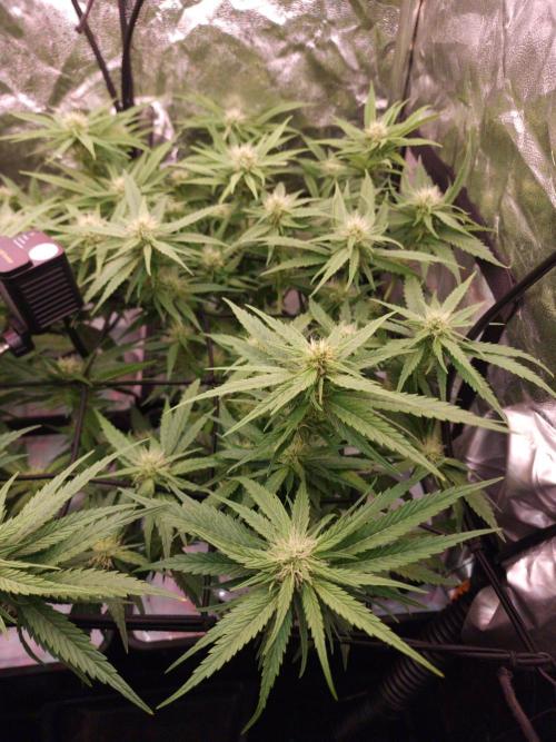 DTW HPA|High Pressure Aeroponic|DSH. Week 6 - FD26 after defoliation