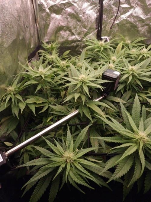 DTW HPA|High Pressure Aeroponic|DSH. Week 6 - FD26 before defoliation