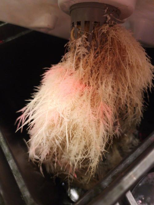 DTW HPA|High Pressure Aeroponic|DSH. Week 6 - FD29