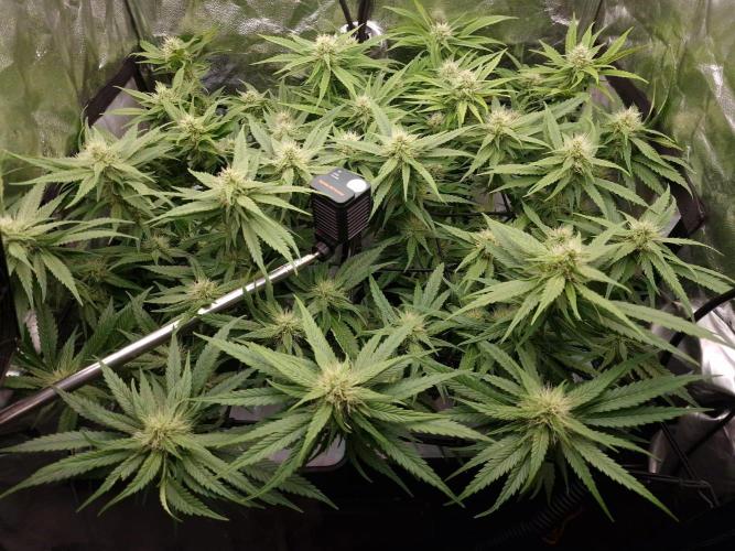 DTW HPA|High Pressure Aeroponic|DSH. Week 6 - FD32 immediately after light