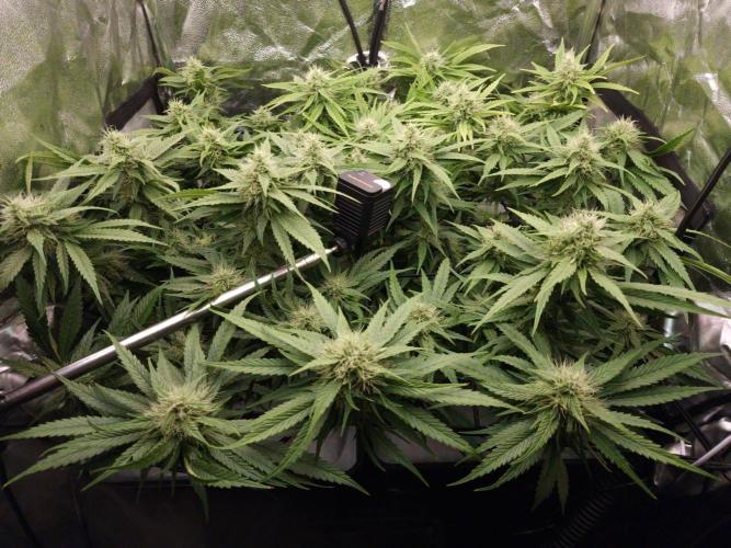 DTW HPA|High Pressure Aeroponic|DSH. Week 7 - FD36