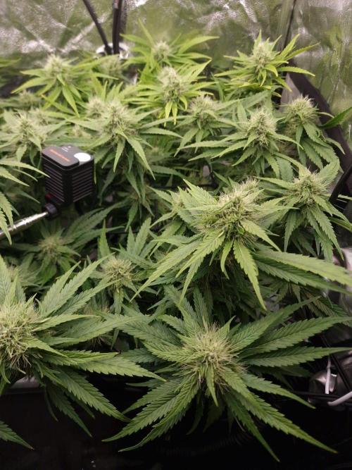 DTW HPA|High Pressure Aeroponic|DSH. Week 7