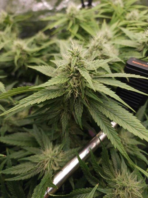 DTW HPA|High Pressure Aeroponic|DSH. Week 7