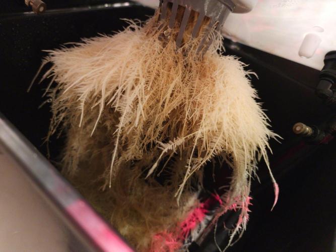 DTW HPA|High Pressure Aeroponic|DSH. Week 7