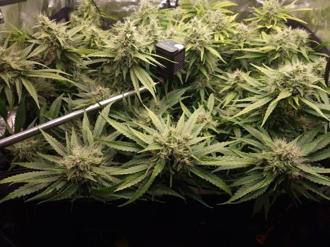 DTW HPA|High Pressure Aeroponic|DSH. Week 8 - FD42