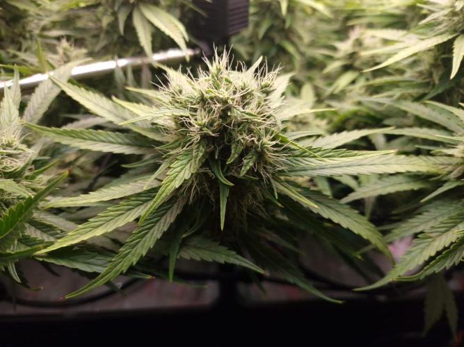 DTW HPA|High Pressure Aeroponic|DSH. Week 8 - FD42