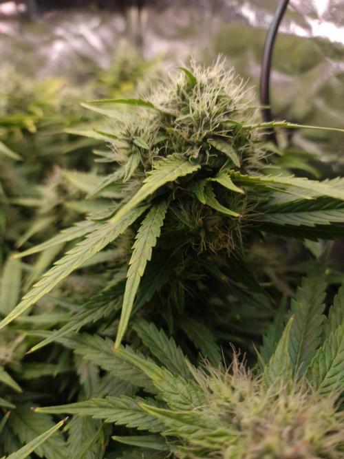 DTW HPA|High Pressure Aeroponic|DSH. Week 8 - FD42