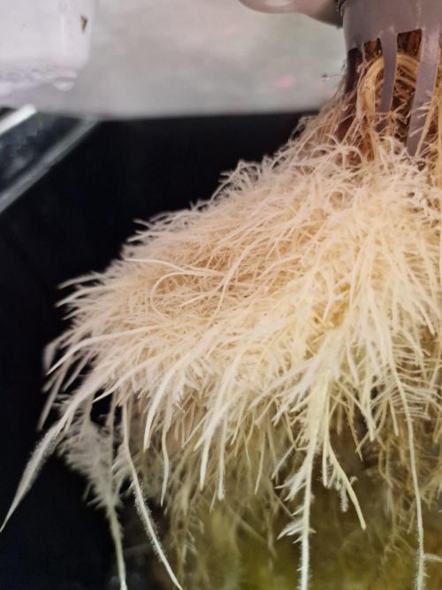 DTW HPA|High Pressure Aeroponic|DSH. Week 8 - FD42