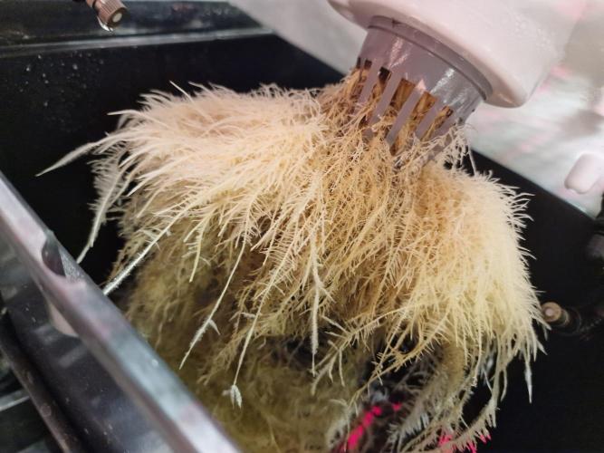 DTW HPA|High Pressure Aeroponic|DSH. Week 8 - FD42