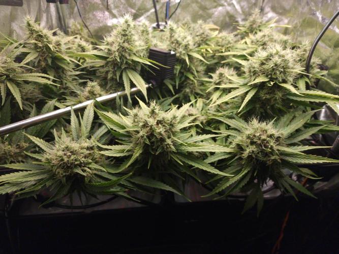 DTW HPA|High Pressure Aeroponic|DSH. Week 9 - FD48