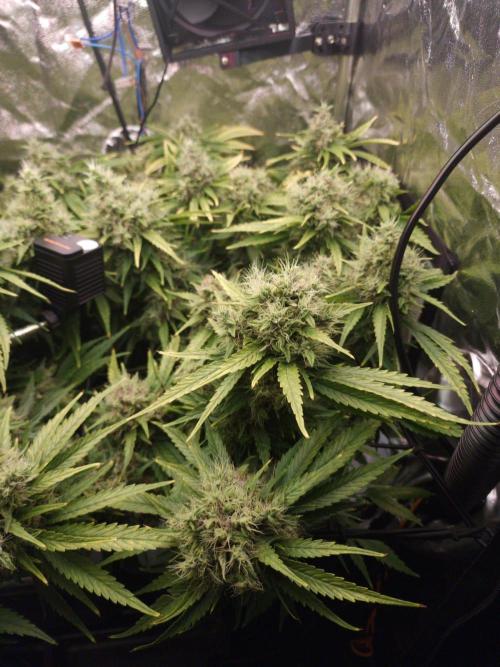 DTW HPA|High Pressure Aeroponic|DSH. Week 9 - FD48