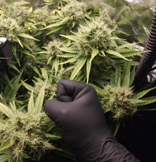 DTW HPA|High Pressure Aeroponic|DSH. Week 9 - FD48