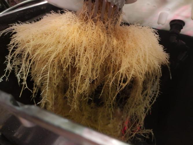 DTW HPA|High Pressure Aeroponic|DSH. Week 9