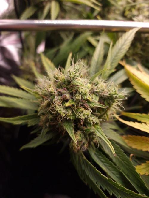 DTW HPA|High Pressure Aeroponic|DSH. Week 10 - FD56 