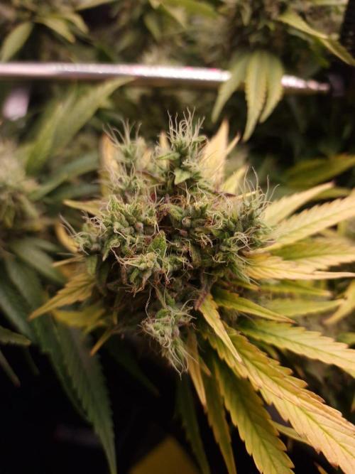 DTW HPA|High Pressure Aeroponic|DSH. Week 10 - FD56