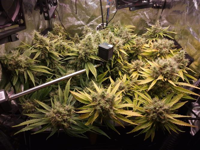 DTW HPA|High Pressure Aeroponic|DSH. Week 10 - FD56