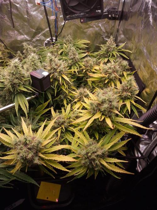 DTW HPA|High Pressure Aeroponic|DSH. Week 10 - FD56