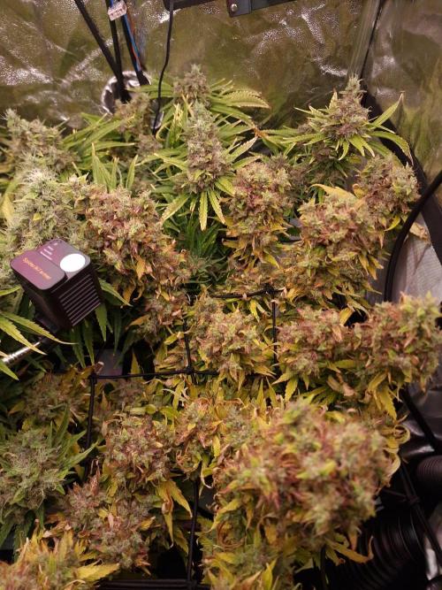 DTW HPA|High Pressure Aeroponic|DSH. Week 11 - FD64