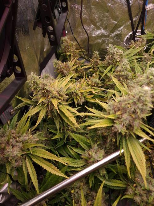 DTW HPA|High Pressure Aeroponic|DSH. Week 11 - FD64