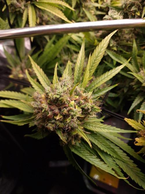 DTW HPA|High Pressure Aeroponic|DSH. Week 11 - FD64