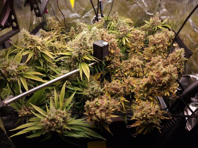 DTW HPA|High Pressure Aeroponic|DSH. Week 11 - FD64