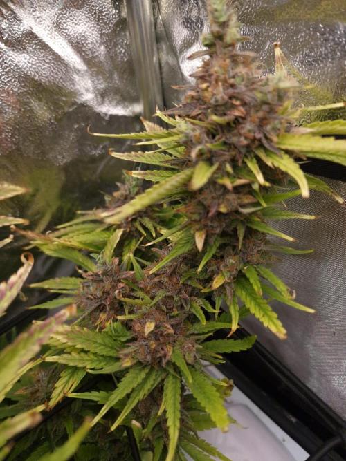 DTW HPA|High Pressure Aeroponic|DSH. Week 12