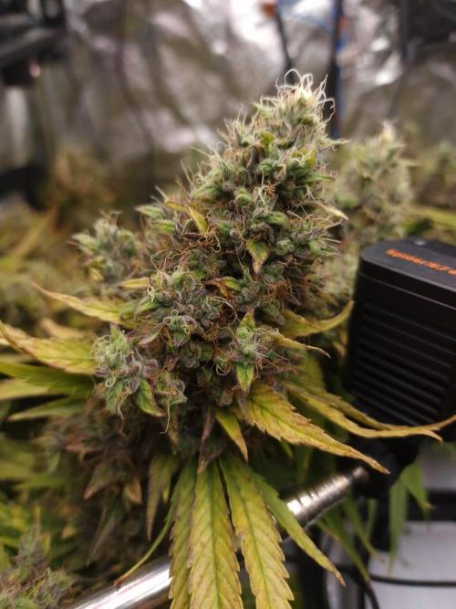 DTW HPA|High Pressure Aeroponic|DSH. Week 12