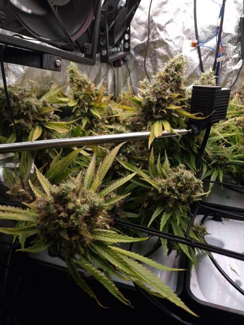 DTW HPA|High Pressure Aeroponic|DSH. Week 12