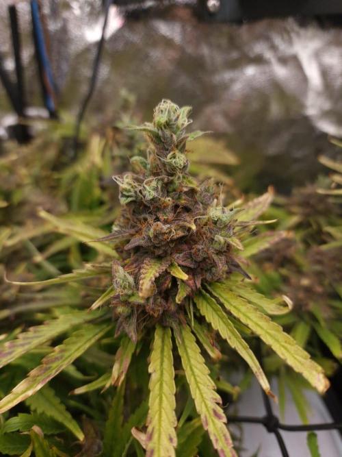 DTW HPA|High Pressure Aeroponic|DSH. Week 12