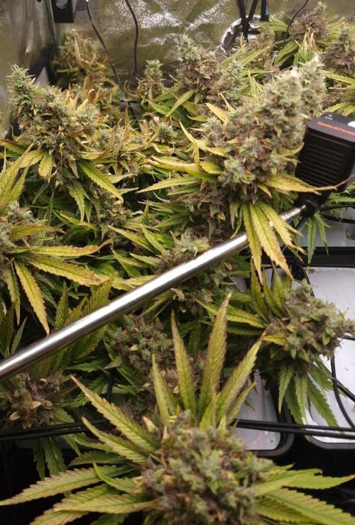 DTW HPA|High Pressure Aeroponic|DSH. Week 12