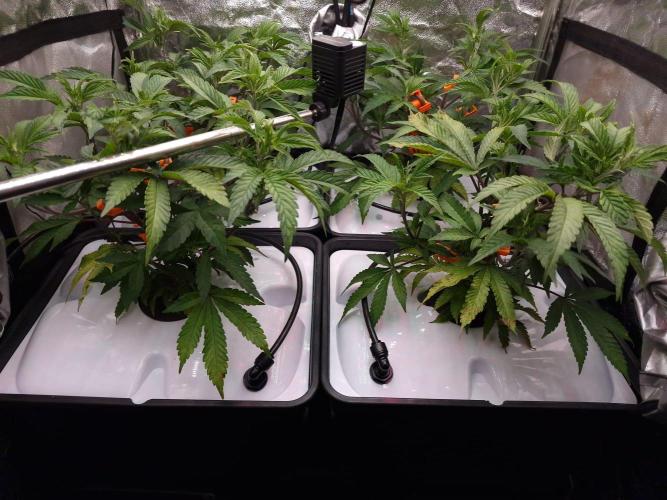 DTW HPA Aeroponic Super Buff Cherry #26. Week 2