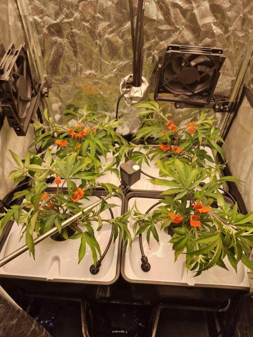 DTW HPA Aeroponic Super Buff Cherry #26. Week 2