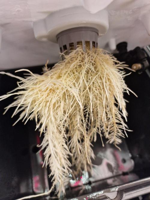 DTW HPA Aeroponic Super Buff Cherry #26. Week 2