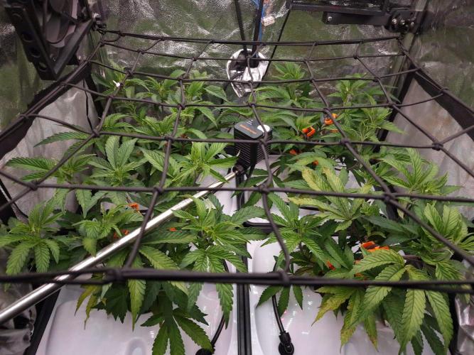 DTW HPA Aeroponic Super Buff Cherry #26. Week 2