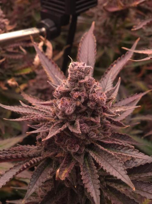 DTW HPA Aeroponic Super Buff Cherry #26. Week 9