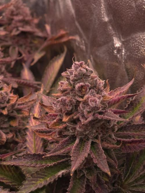 DTW HPA Aeroponic Super Buff Cherry #26. Week 9