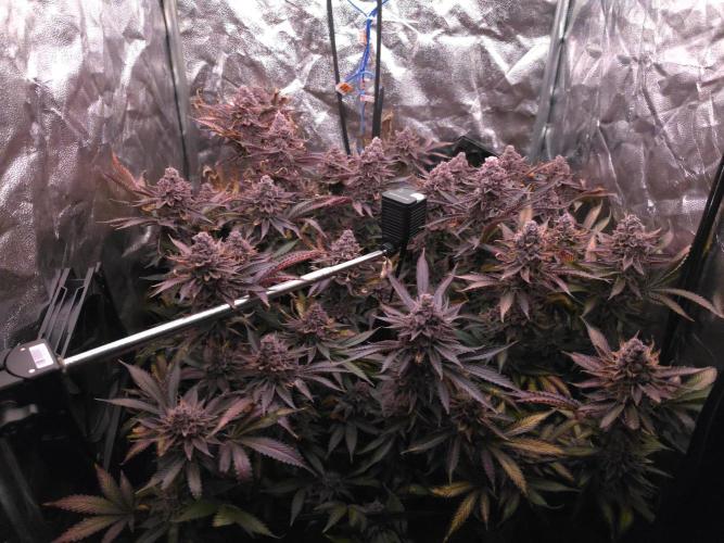DTW HPA Aeroponic Super Buff Cherry #26. Week 9