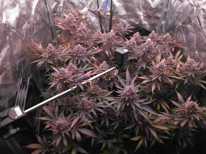 DTW HPA Aeroponic Super Buff Cherry #26. Week 9