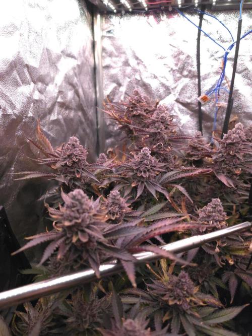 DTW HPA Aeroponic Super Buff Cherry #26. Week 9