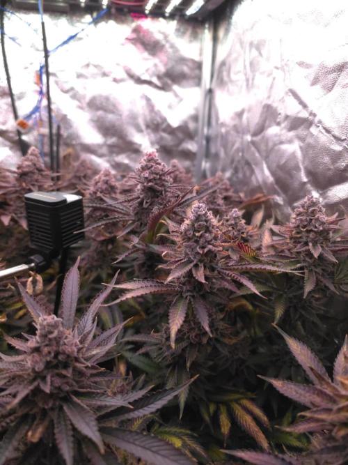 DTW HPA Aeroponic Super Buff Cherry #26. Week 9
