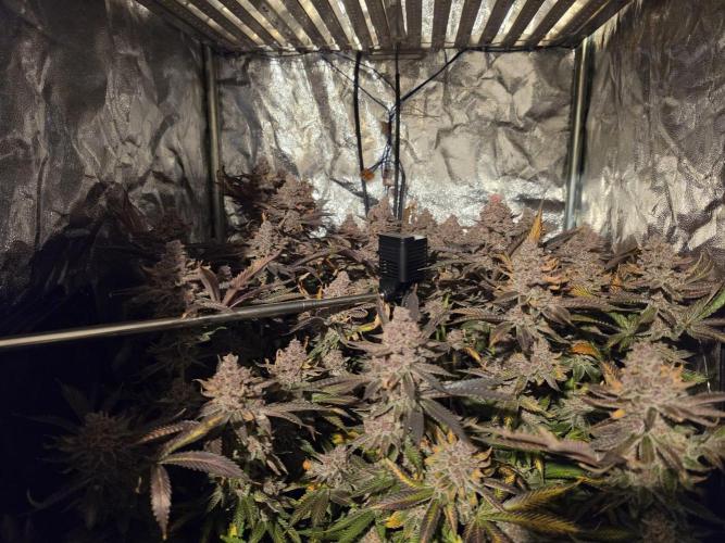 DTW HPA Aeroponic Super Buff Cherry #26. Week 10