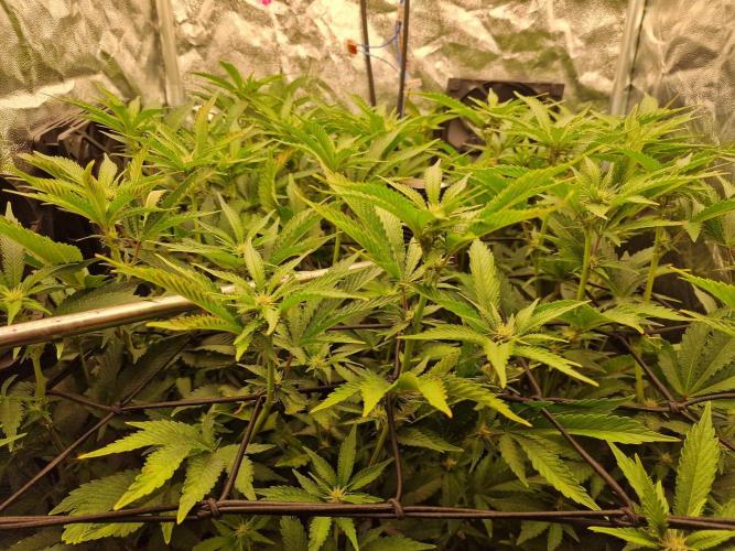DTW HPA Aeroponic Super Buff Cherry #26. Week 3