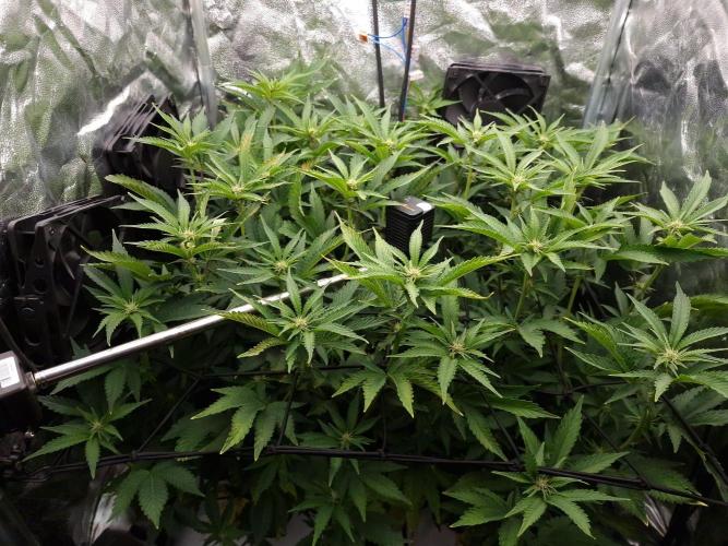 DTW HPA Aeroponic Super Buff Cherry #26. Week 3